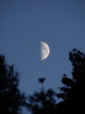 P1010053 (10-11-2013 18:10)