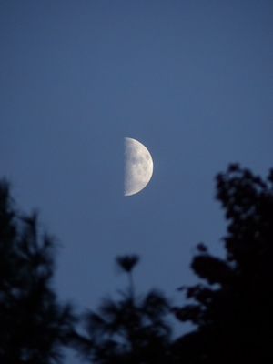 P1010054 (10-11-2013 18:10)