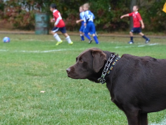 P1010141 (10-12-2013 15:19)