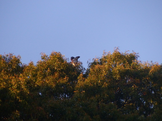 P1010286 (10-17-2013 17:26)