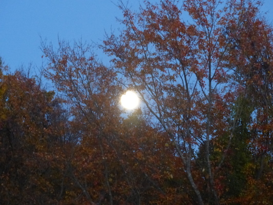 P1010321 (10-17-2013 18:18)