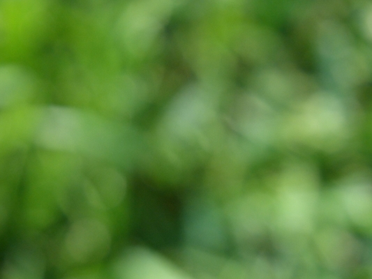 P1010404 (10-19-2013 13:25)