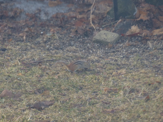 P1040784 (03-29-2014 08:51)