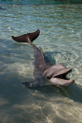 Stock Photo 11 (02-25-2015 19:42)