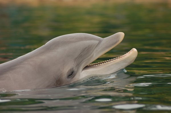 Stock Photo 21 (02-25-2015 19:42)