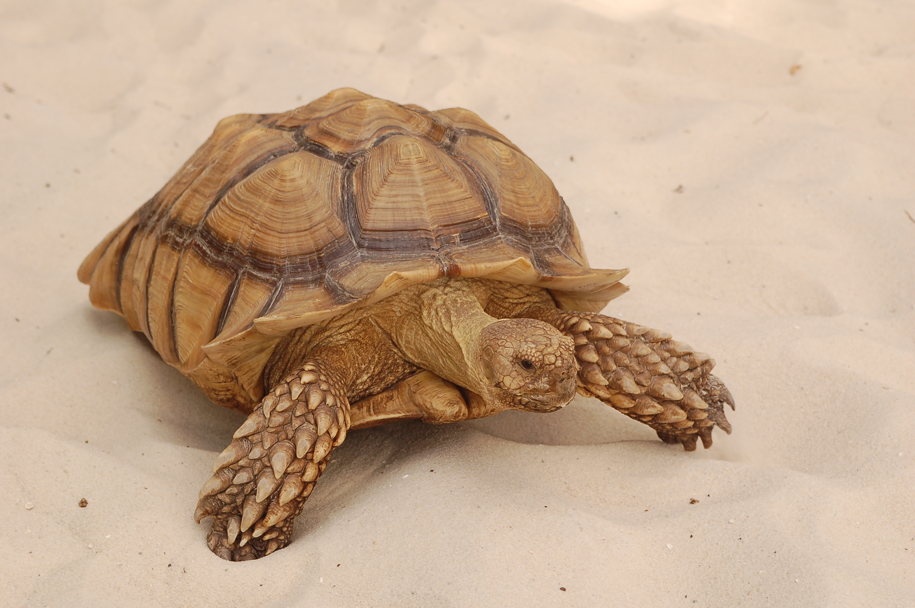 Stock Photo 08 (03-02-2007 03:06)