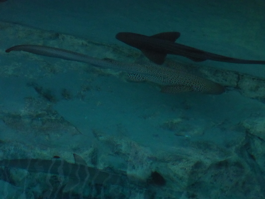 P1010329 (02-15-2015 09:42)