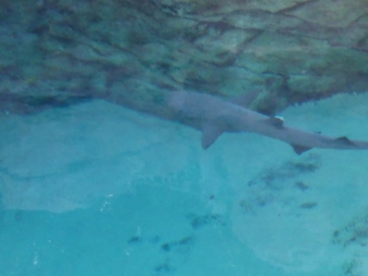 P1010330 (02-15-2015 09:42)