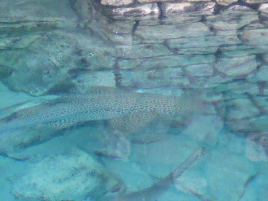 P1010331 (02-15-2015 09:43)