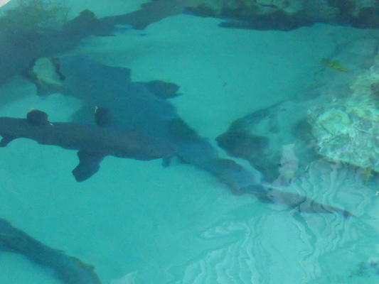 P1010333 (02-15-2015 09:44)