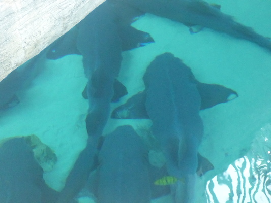 P1010334 (02-15-2015 09:45)