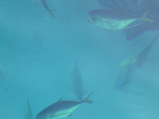 P1010335 (02-15-2015 09:45)