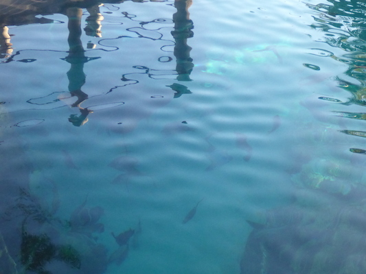 P1010336 (02-15-2015 09:45)