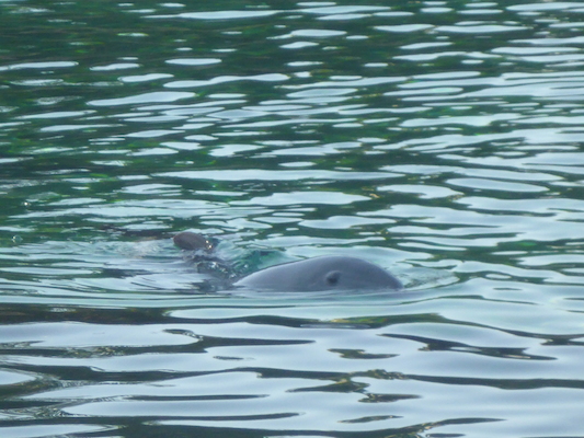 P1010342 (02-15-2015 08:54)