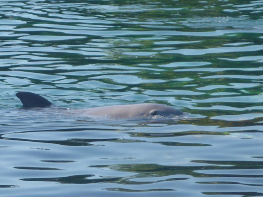 P1010343 (02-15-2015 08:54)