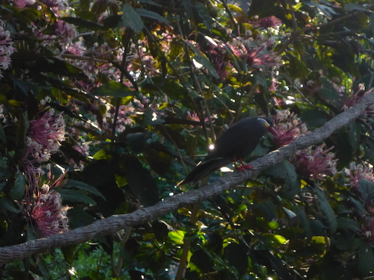 P1010346 (02-15-2015 09:06)