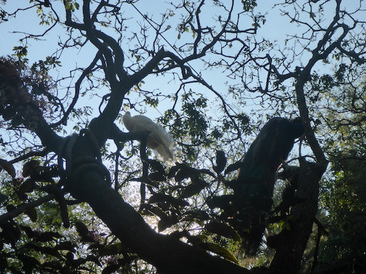 P1010351 (02-15-2015 09:07)