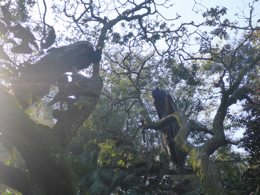 P1010353 (02-15-2015 09:07)