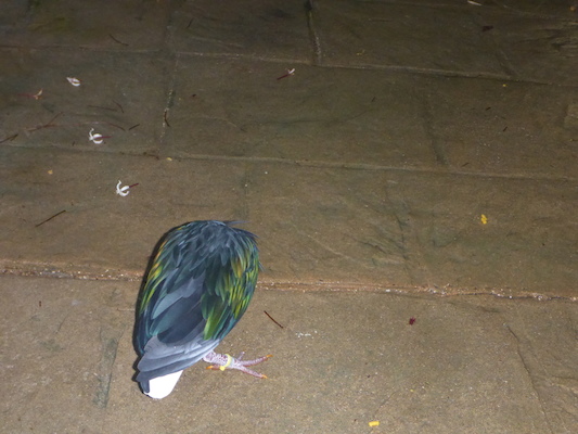 P1010375 (02-15-2015 09:15)