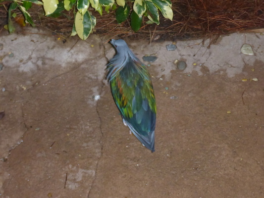 P1010383 (02-15-2015 09:18)