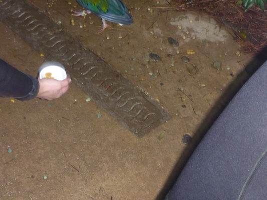 P1010384 (02-15-2015 09:18)