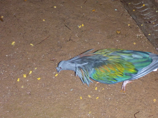 P1010385 (02-15-2015 09:18)