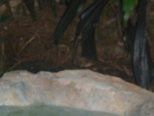 P1010401 (02-15-2015 09:24)