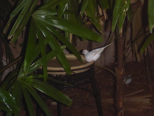 P1010419 (02-15-2015 09:31)