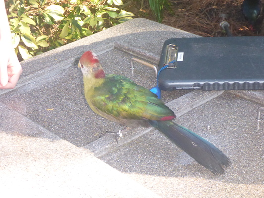 P1010420 (02-15-2015 09:32)