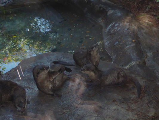 P1010423 (02-15-2015 09:39)