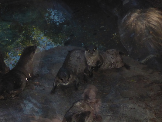 P1010424 (02-15-2015 09:39)