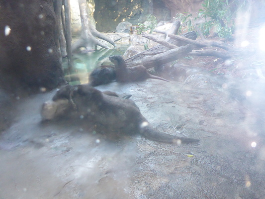 P1010425 (02-15-2015 09:40)