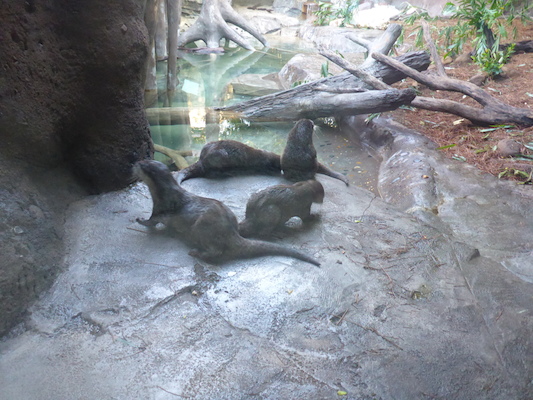 P1010427 (02-15-2015 09:40)