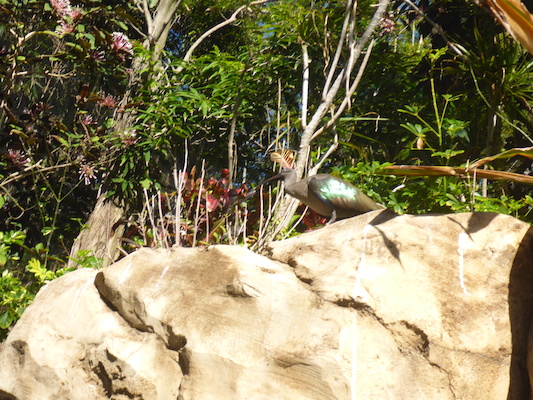 P1010436 (02-15-2015 09:55)