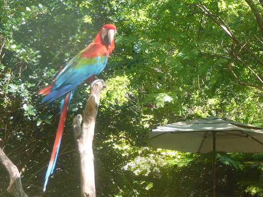 P1010453 (02-15-2015 12:54)