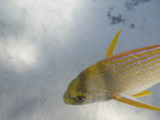 P1010472 (02-15-2015 13:35)