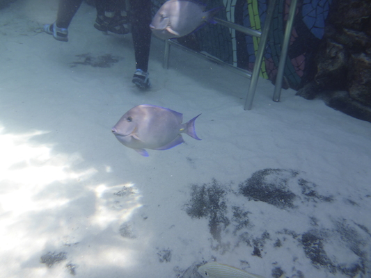 P1010473 (02-15-2015 13:35)