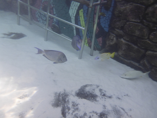 P1010474 (02-15-2015 13:37)