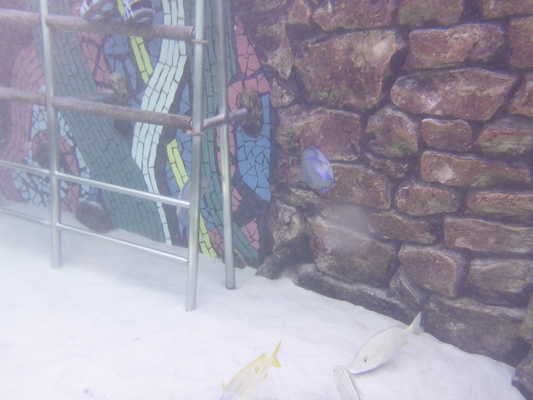 P1010475 (02-15-2015 13:37)