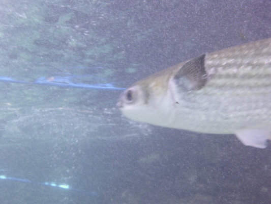 P1010476 (02-15-2015 13:38)