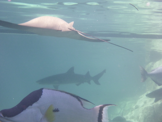 P1010477 (02-15-2015 13:40)