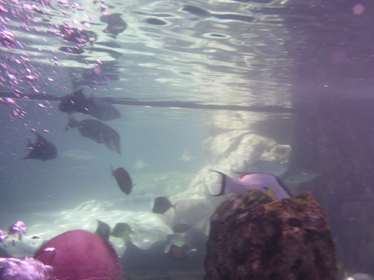 P1010478 (02-15-2015 13:40)