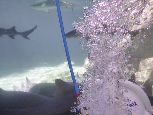 P1010480 (02-15-2015 13:42)