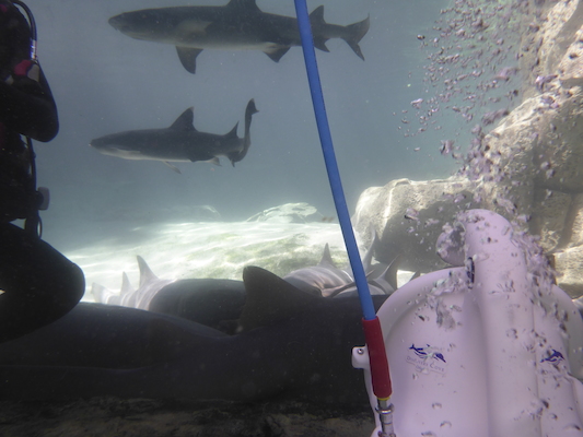 P1010481 (02-15-2015 13:42)