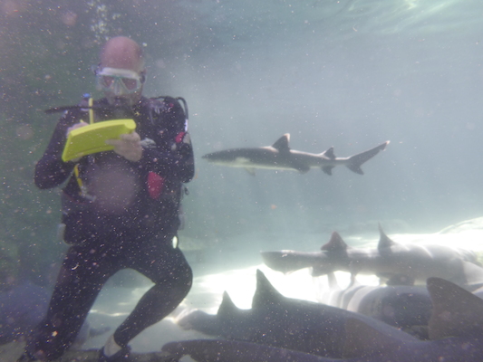 P1010482 (02-15-2015 13:42)