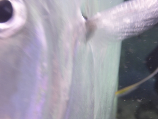 P1010483 (02-15-2015 13:43)