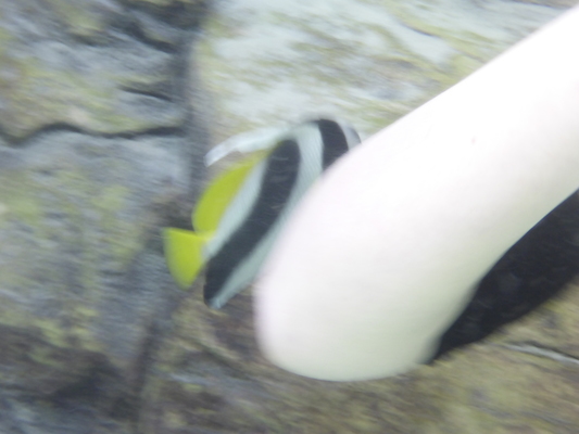 P1010485 (02-15-2015 13:44)