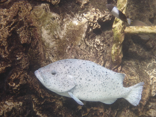 P1010487 (02-15-2015 13:44)