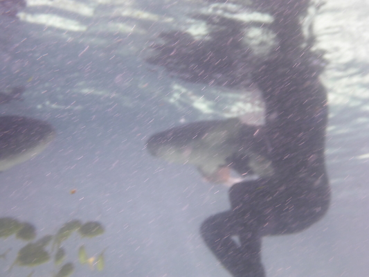 P1010488 (02-15-2015 13:44)