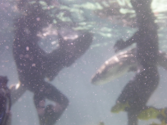 P1010489 (02-15-2015 13:45)